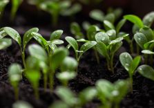 SUSTAINABILITY
